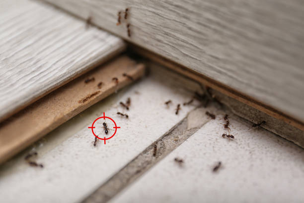 Trusted Buena Vista, MI Pest Control Experts