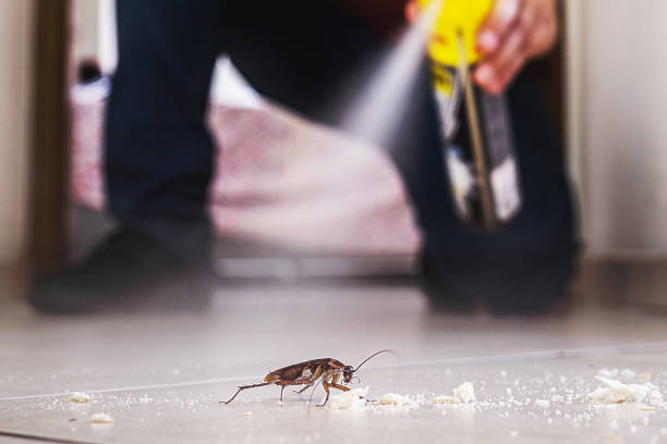 Wasp Removal Services in Buena Vista, MI
