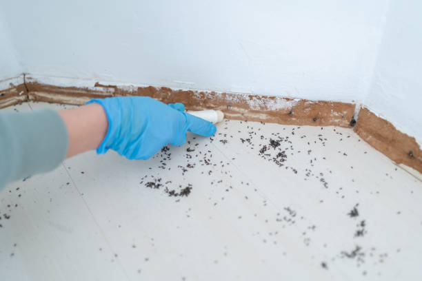 Best Insect Control  in Buena Vista, MI